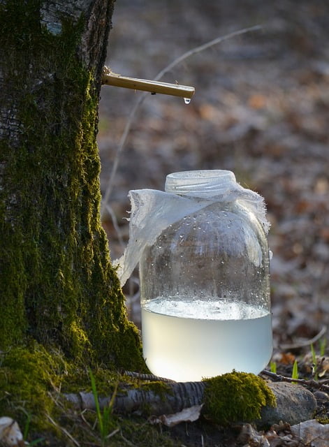 Cure de sève de bouleau : jus, eau, comment bien la faire ?