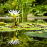 Une mare pour la biodiversité au cœur de votre jardin